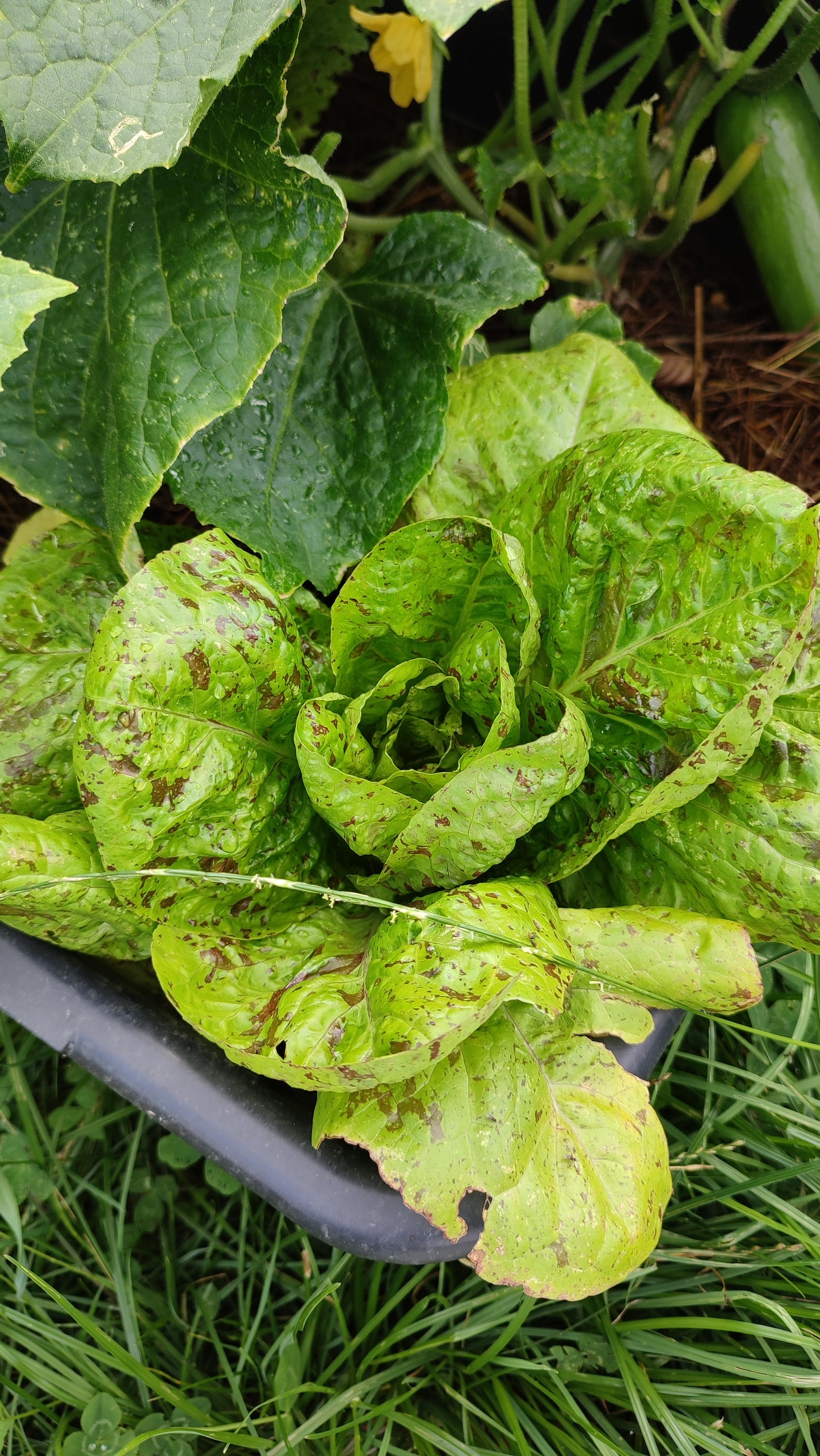 Salat Forellenschluss Samen, Robuste Romana Salat Sorte, Altes historisches Saatgut für den Garten oder Topf Anbau