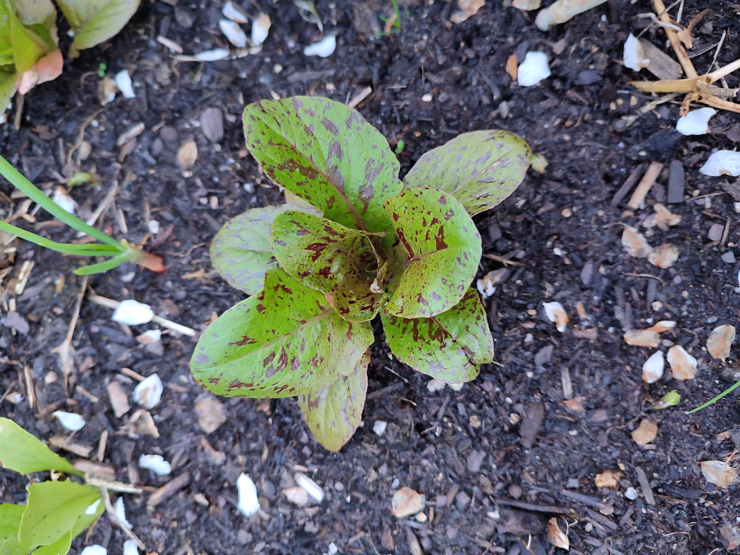 Salat Forellenschluss Samen, Robuste Romana Salat Sorte, Altes historisches Saatgut für den Garten oder Topf Anbau