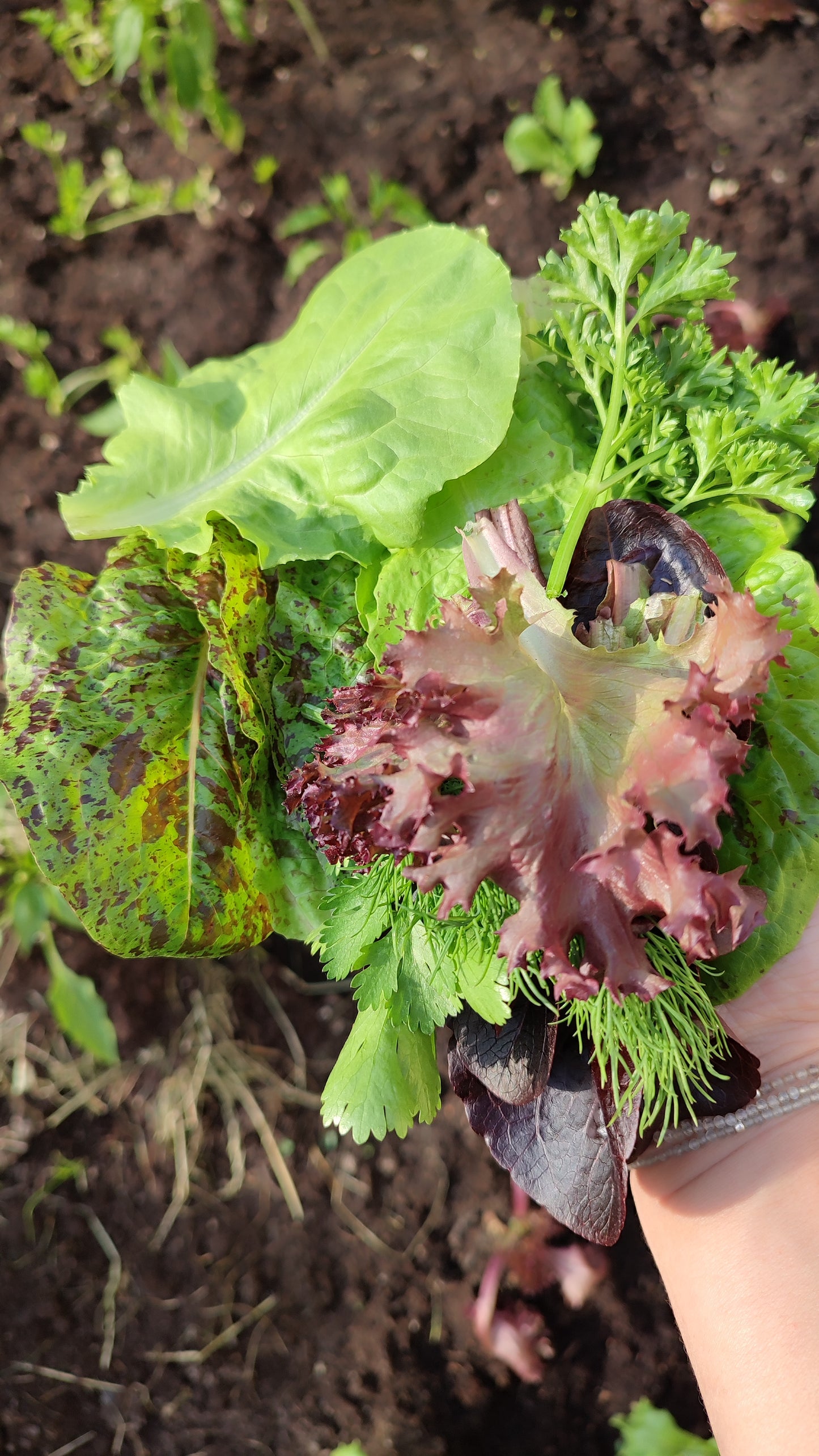 Salat Forellenschluss Samen, Robuste Romana Salat Sorte, Altes historisches Saatgut für den Garten oder Topf Anbau