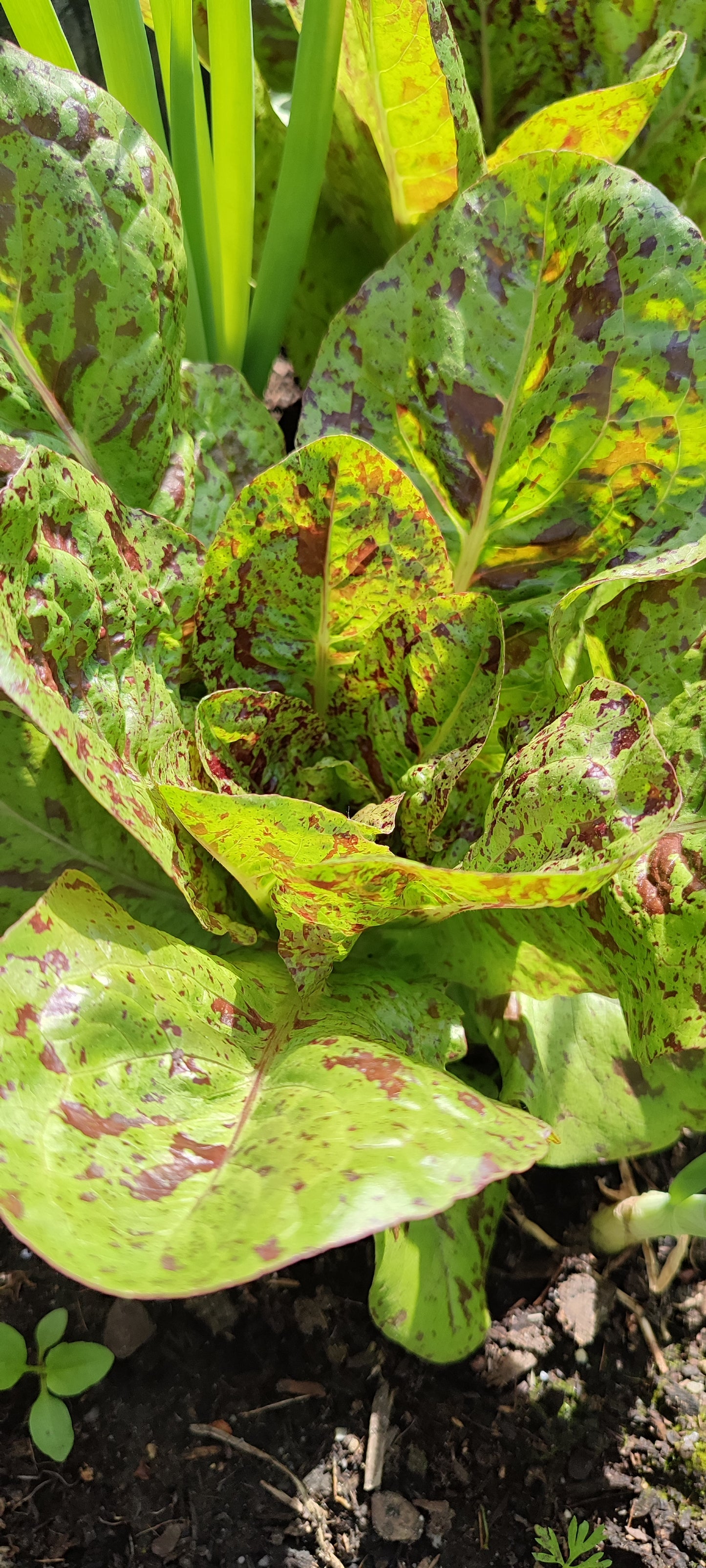 Salat Forellenschluss Samen, Robuste Romana Salat Sorte, Altes historisches Saatgut für den Garten oder Topf Anbau